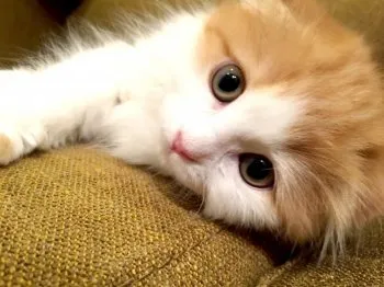 山田　波音 様のお迎えした子猫