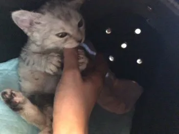 らいぐれ 様のお迎えした子猫