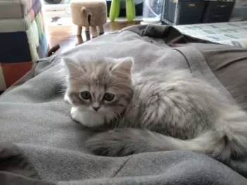 ふゆ 様のお迎えした子猫