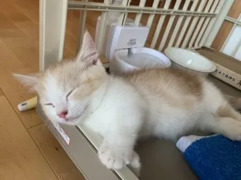 チヴァス 様のお迎えした子猫