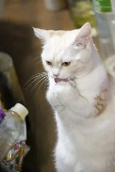 くるみちゃんの家族 様のお迎えした子猫