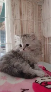 K.I 様のお迎えした子猫