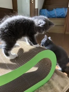 マカダミア 様のお迎えした子猫