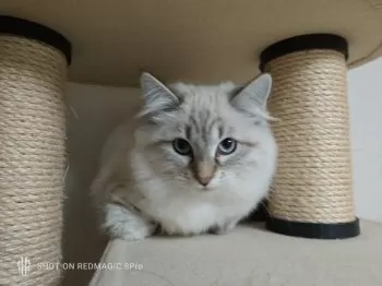 Y.F. 様のお迎えした子猫