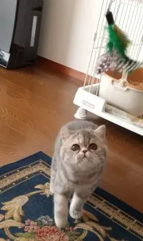 ななやん 様のお迎えした子猫