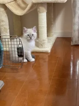 kaori 様のお迎えした子猫