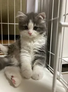 オザキ 様のお迎えした子猫