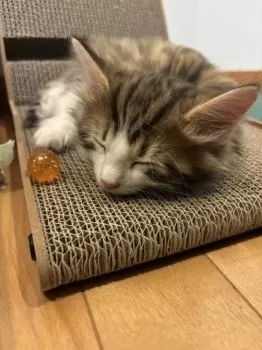 K.H 様のお迎えした子猫