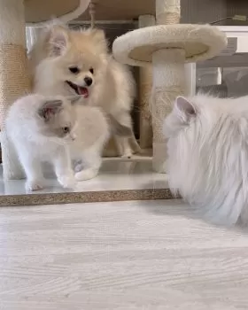 A.S 様のお迎えした子猫