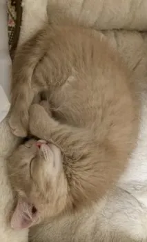 りんちゃん 様のお迎えした子猫