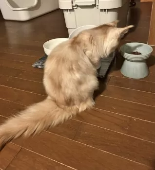 M.S 様のお迎えした子猫