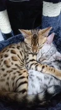 あーち 様のお迎えした子猫