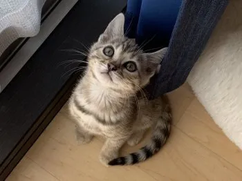 M.Ｉ 様のお迎えした子猫