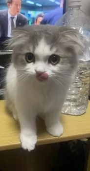 カンノ 様のお迎えした子猫