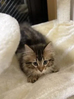 かほ 様のお迎えした子猫