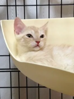 ちくわ 様のお迎えした子猫