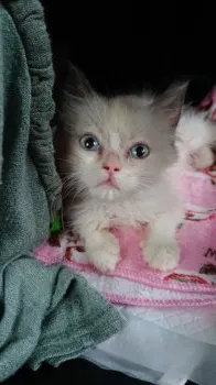 ラグ 様のお迎えした子猫