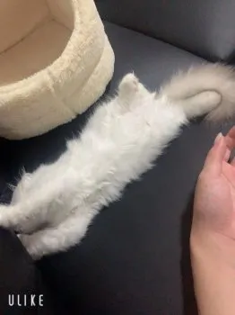 まき 様のお迎えした子猫