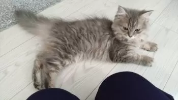 m 様のお迎えした子猫