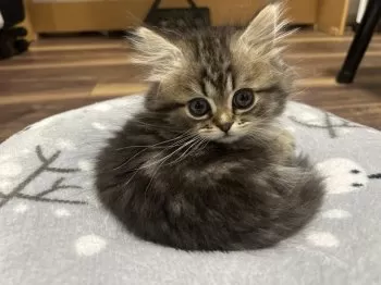 ミキティ 様のお迎えした子猫