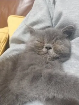 ごんた 様のお迎えした子猫