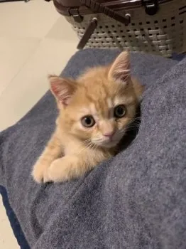 茶々丸 様のお迎えした子猫
