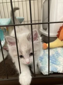 ちづる 様のお迎えした子猫