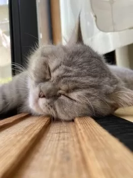 みかん 様のお迎えした子猫