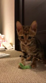 がぶ 様のお迎えした子猫