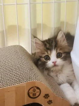 J.Y 様のお迎えした子猫