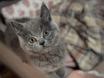 ふてのしん君 様のお迎えした子猫