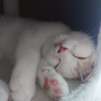 M.U 様のお迎えした子猫