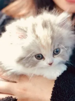 KOMUGI 様のお迎えした子猫