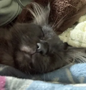 ことぶき 様のお迎えした子猫
