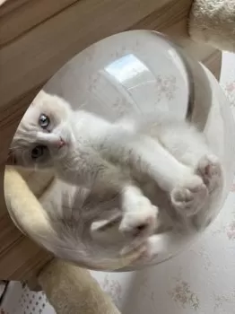 E.A 様のお迎えした子猫