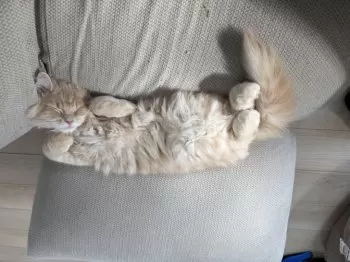 N.H 様のお迎えした子猫