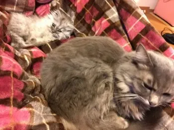 taka 様のお迎えした子猫