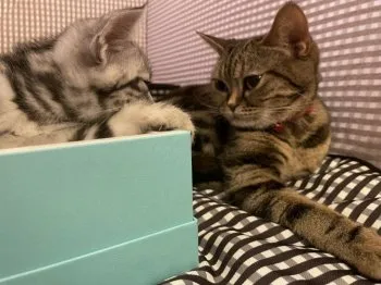 yoda1 様のお迎えした子猫