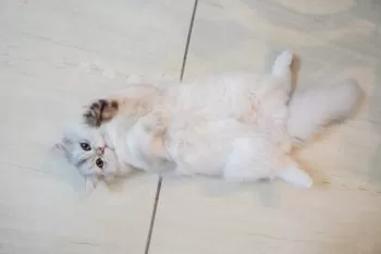 M.S 様のお迎えした子猫