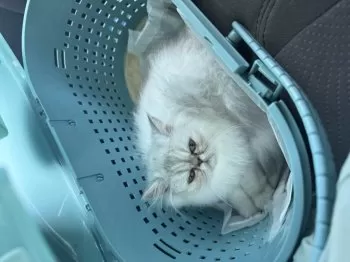 Geloboi 様のお迎えした子猫