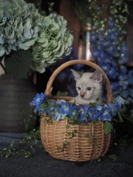 ナツコ 様のお迎えした子猫