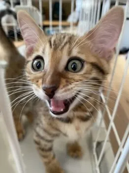 H.W 様のお迎えした子猫