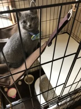 M.K 様のお迎えした子猫