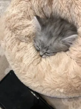 R 様のお迎えした子猫