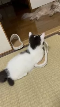 けん 様のお迎えした子猫