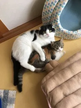 ゆずママ 様のお迎えした子猫
