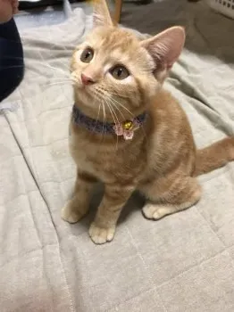 エタニティ 様のお迎えした子猫