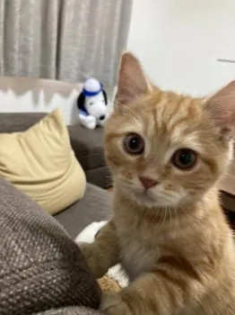 みゆう 様のお迎えした子猫