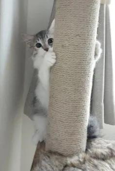 H.S 様のお迎えした子猫