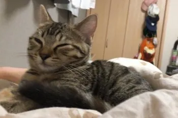 M.M 様のお迎えした子猫